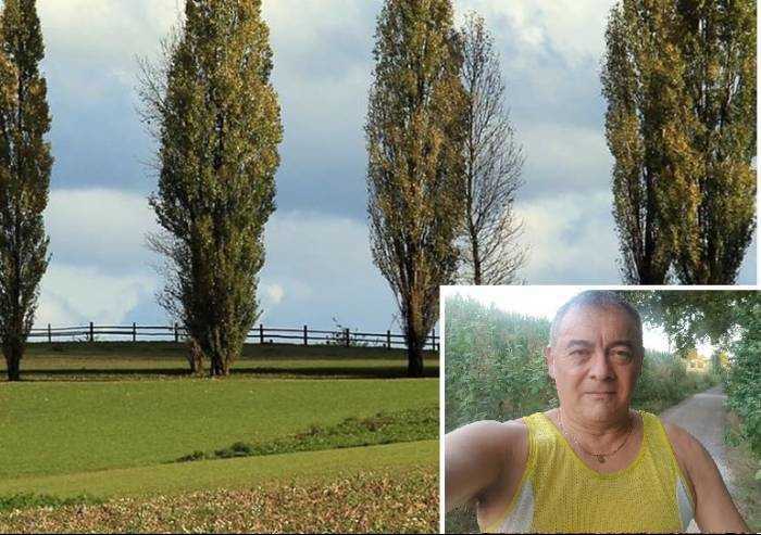 Abbattimento pioppi a Carpi, i Verdi: 'Perizia inequivocabile'