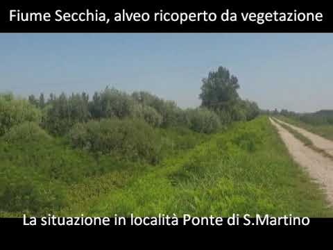 Secchia: alveo come un bosco e argini franati, lettera e video ad Aipo