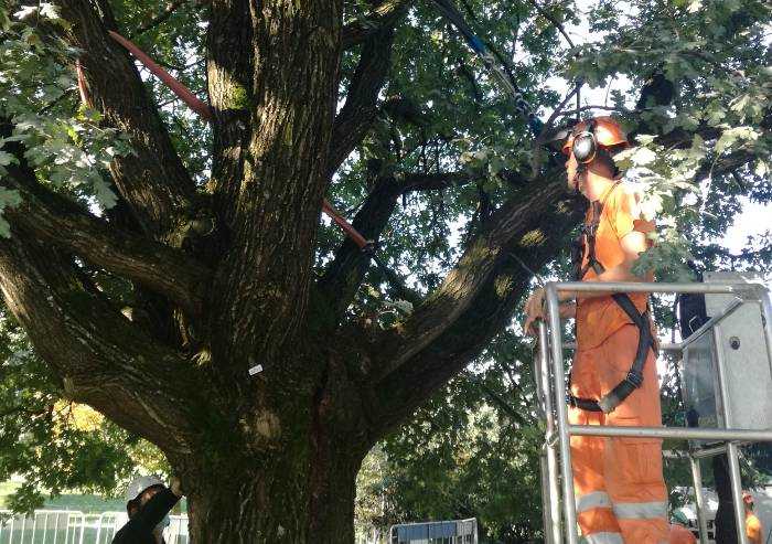 Parco Amendola Modena, quercia danneggiata dai temporali