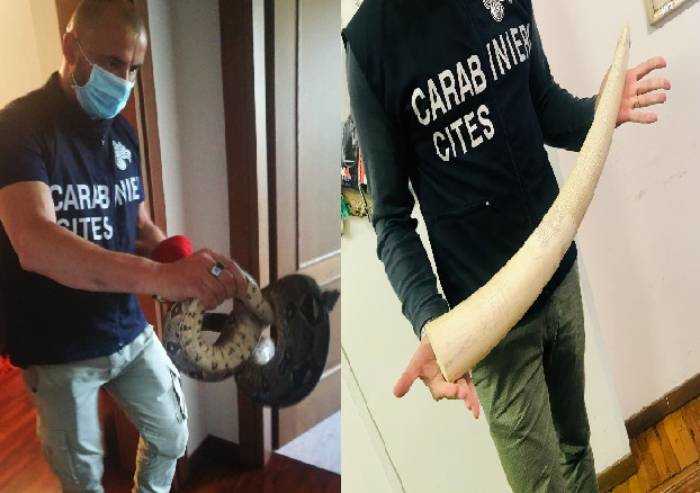 Dai boa alle zanne di elefante: 8 denunciati dai Carabinieri