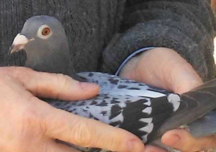 Da Caserta a Scandiano in meno di 19 ore: colombo Andrea da record