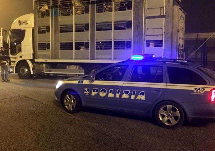 Camion in autostrada: controlli ad hoc sul trasporto animali vivi