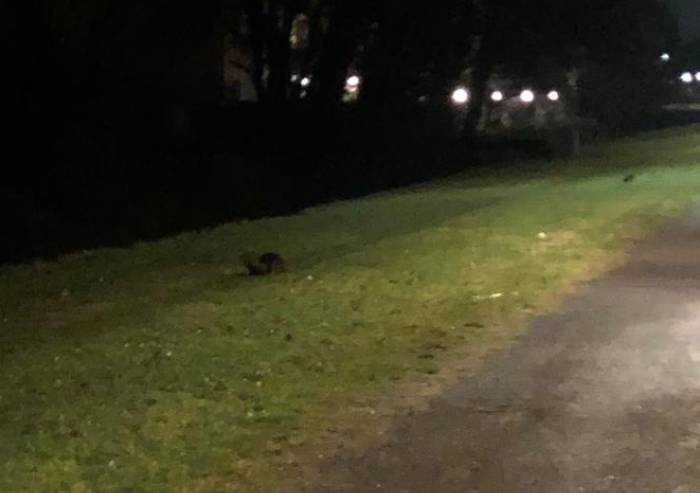 Castelfranco: parco invaso dalle nutrie, i cittadini evitano
