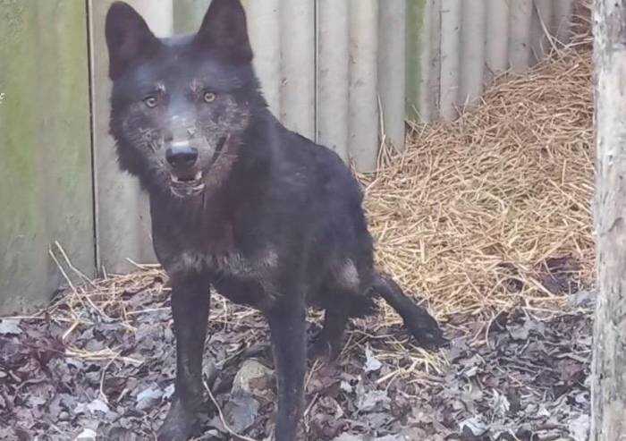Lupo ferito e salvato trasferito al Centro Fauna di Modena