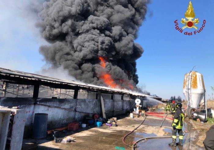 Nonantola, allevamento avicolo in fiamme: muoiono 50 polli