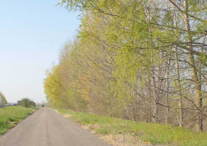'Nonantola, scempio in via Molza: perché abbattere quegli alberi?'