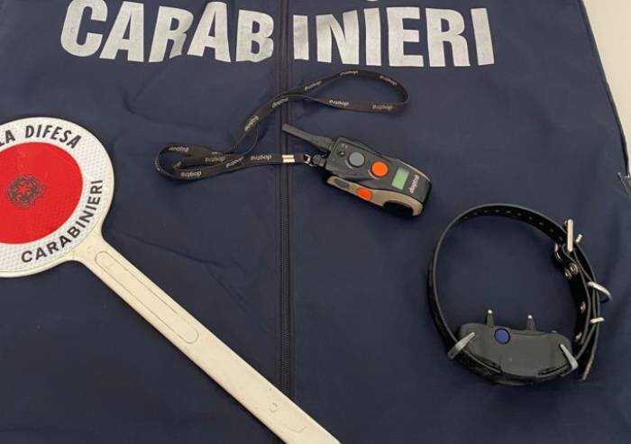 Addestrava il cane con collare elettrico: denunciato