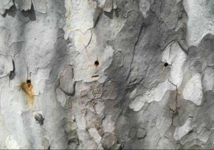 Spilamberto, abbattute tre platani. Il Comune: 'Sono stati avvelenati'