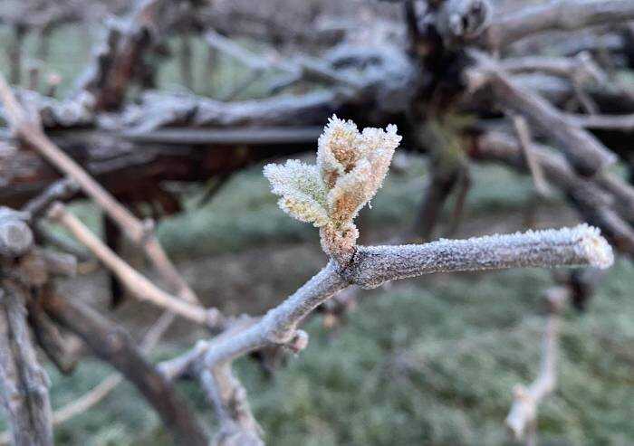 Gelate: l'assessore 'riprende' le imprese su dispositivi antibrina