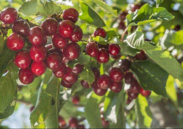 Maltempo Emilia Romagna, Coldiretti: 'Ciliegie dimezzate'