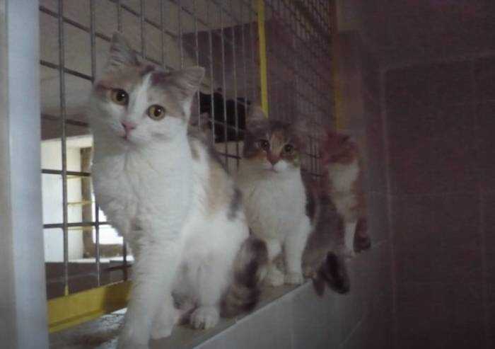 Nuovo Gattile: è bufera sui ritardi e nuovo bando