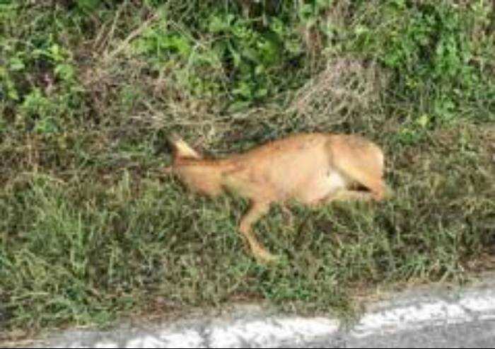 Tra collina e montagna abbattuti più di 1000 caprioli in un anno