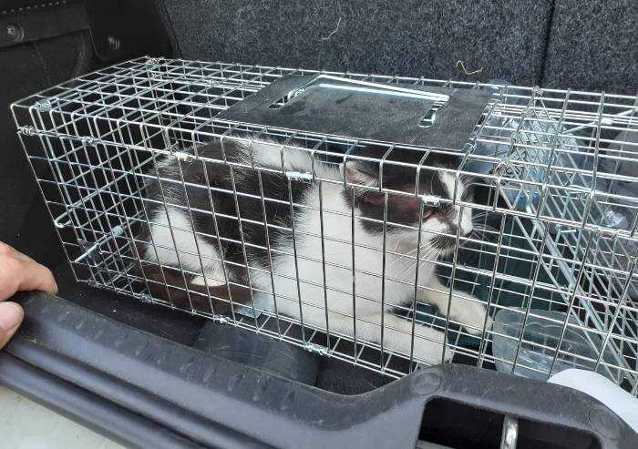 Modena, salvo il gattino imprigionato sul pilone dell'Alta velocità