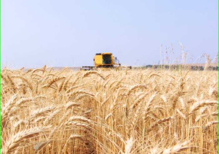 Grano CAI: all'Emilia-Romagna la medaglia d'oro delle rese (+20%)