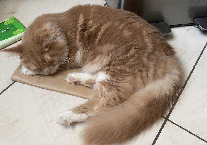 Modena, bando flop: il nuovo gattile è senza gestori