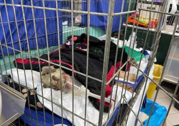 E' morto Angelo, cane simbolo dei roghi in Sardegna