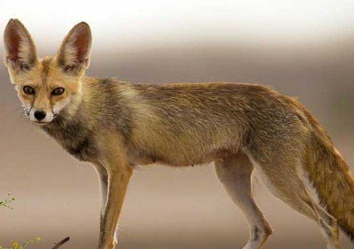 Modena, danni alle gabbie anti-nutrie e volpi: sei denunce