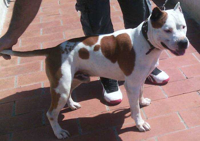 Formigine, Pitbull azzanna signora al bar, padrone scappa: denunciato