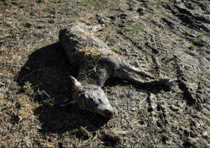 Animali maltrattati a Polinago, sos dalle Guardie eco zoofile