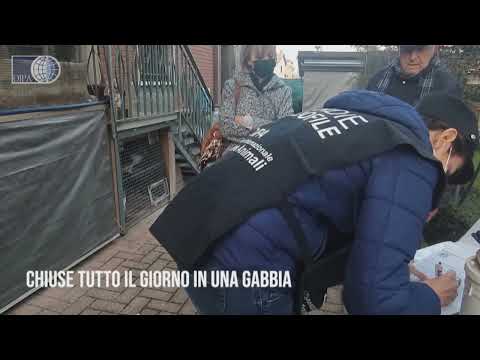 Chiuse al freddo e senza cibo: 4 gattine salvate da Oipa
