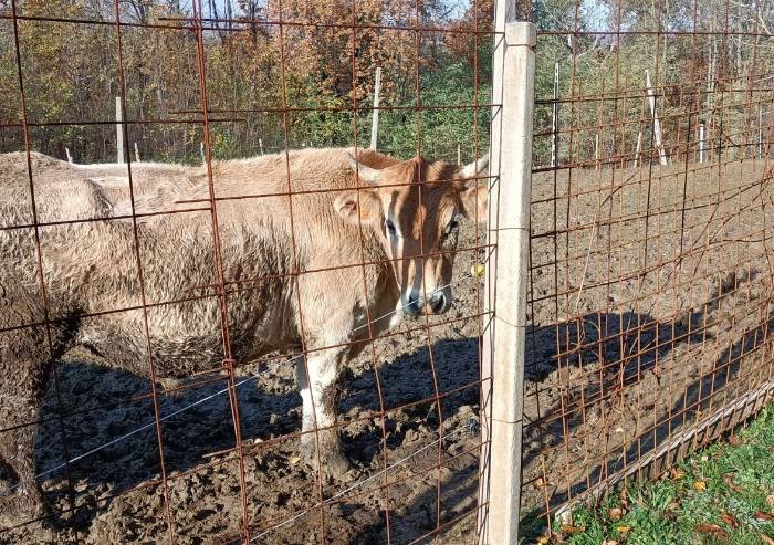 'Animali maltrattati a Polinago: evitare vengano macellati'