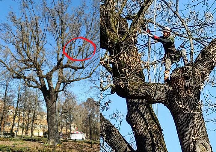 Manutenzione verde: scalatori di alberi in azione ai Giardini Ducali