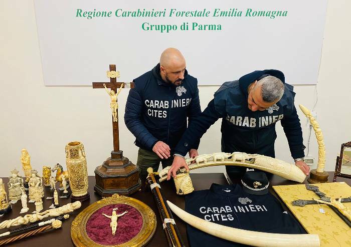 Maxi sequestro di materiale in avorio a Mercanteinfiera
