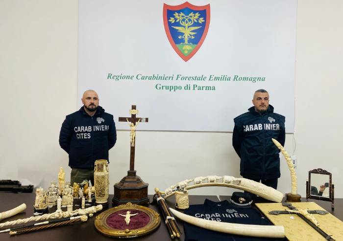 Avorio in vendita in fiera: maxi sequestro dei Carabinieri