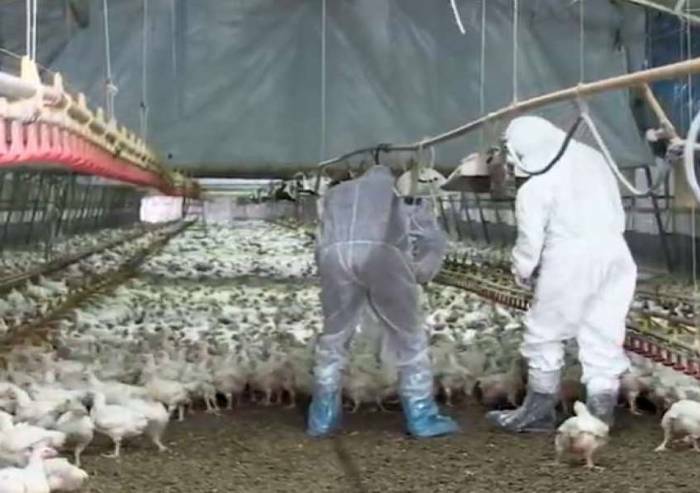 Ravenna, focolaio aviaria in allevamento di pollame: animali abbattuti