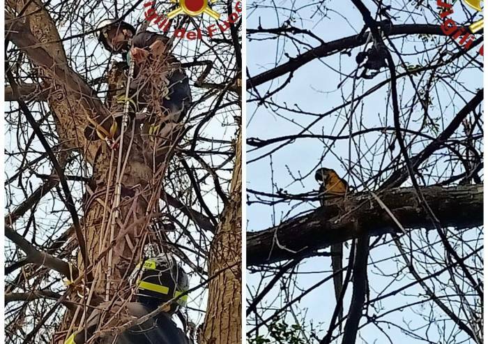 Pappagallo fugge e vola su un albero: recuperato a 20 metri di altezza dai Vigili del Fuoco