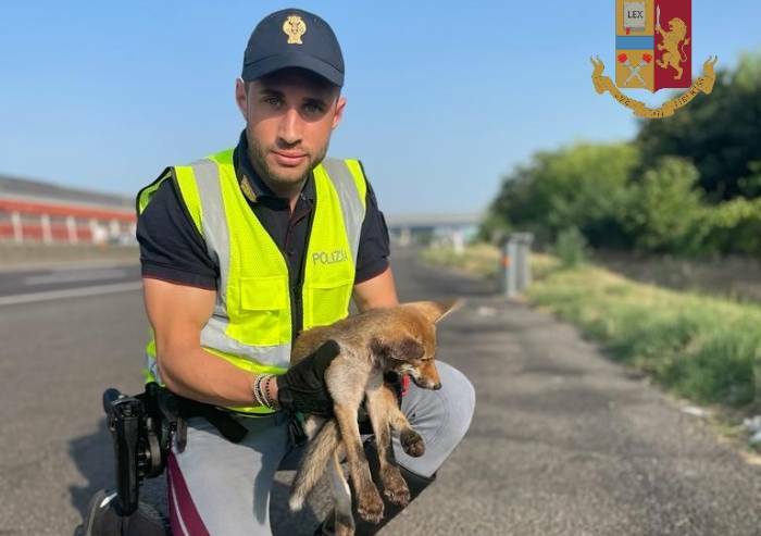 Modena, polizia stradale salva cucciolo di volpe in autostrada