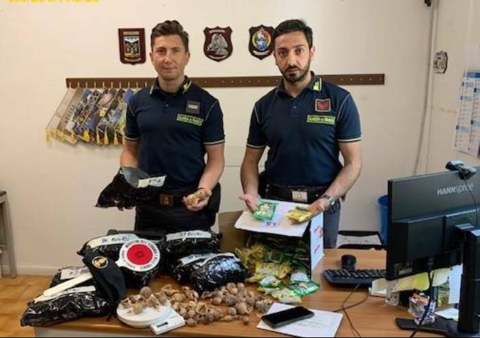 Vendevano bulbi di papapavero da oppio: due denunciati nel reggiano