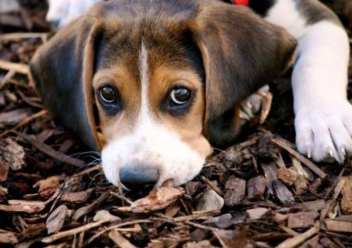 'Nei canili italiani decine di cani muoiono di fame, caldo e stenti'