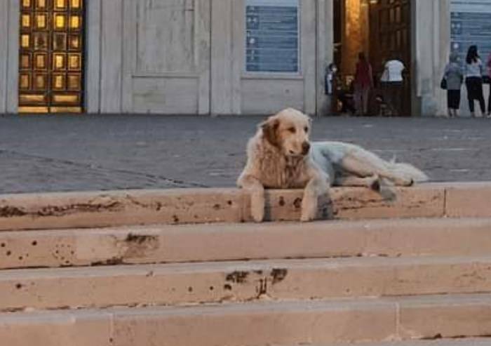 Ucciso il cane del pellegrino di San Giovanni Rotondo