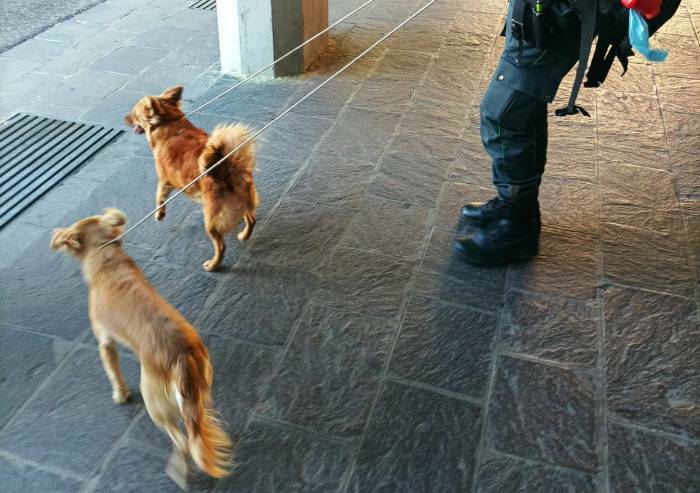 Modena, vanno in ferie e lasciano i cani in balcone: denunciati