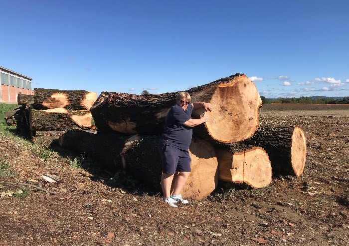 ‘San Cesario, abbattuti quattro maestosi alberi: perché?’
