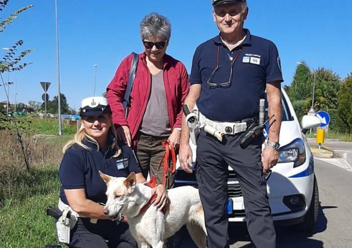 Modena, cagnolina sparita da 11 giorni: ritrovata da polizia locale