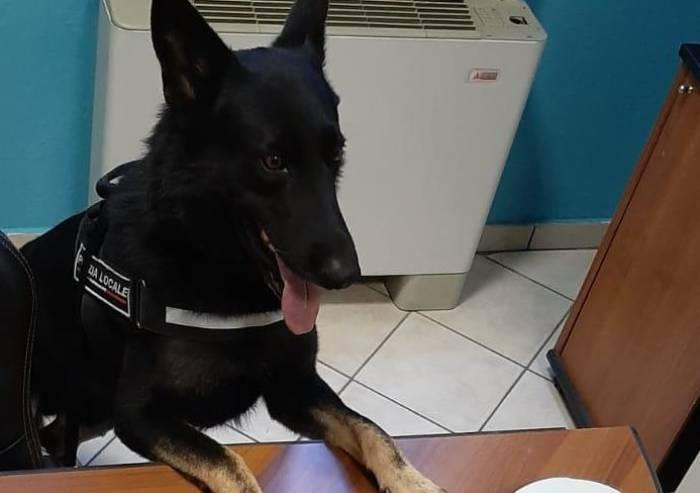 Vede il cane anti-droga e fugge: catturato con le tasche piene di hashish e cocaina