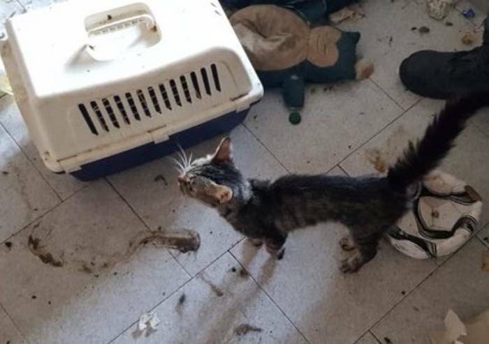 Abbandona gatti in casa per settimane: uno muore, altri in sofferenza