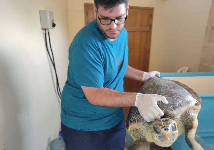 Malore improvviso, muore biologo delle tartarughe: aveva 31 anni