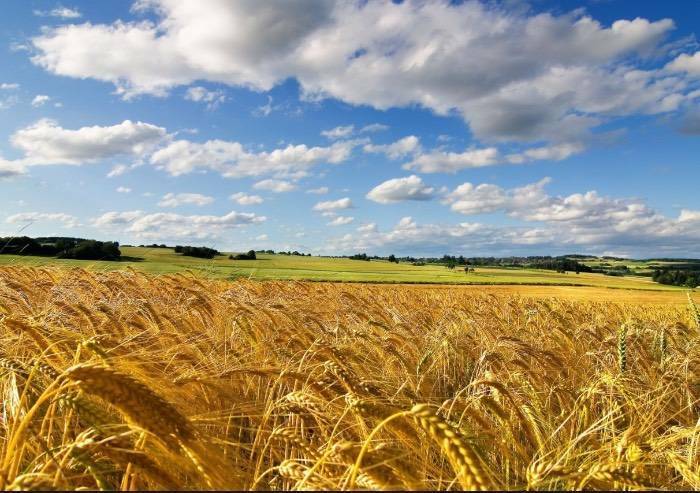 Bilancio colturale E-R: per produrre frutta si è speso fino a 3500 euro in più per ettaro