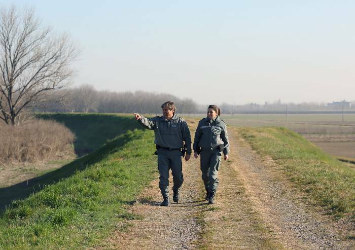 Bassa modenese: è caccia grossa al cinghiale 'aggressore'