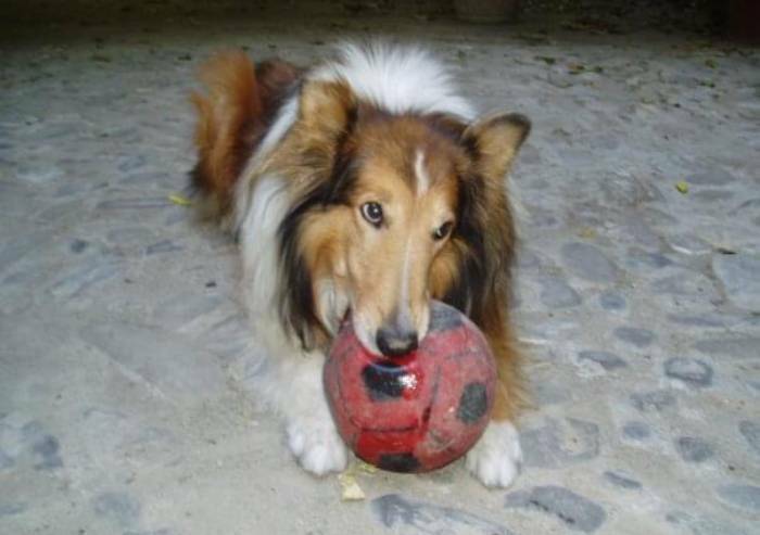 Sassuolo, sì a un cimitero animali e a sepoltura congiunta con padroni