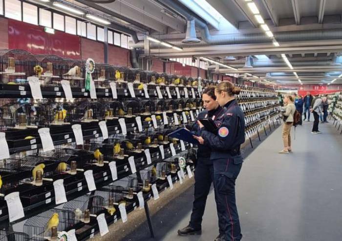 Carabinieri forestali: 13 sequestri alla fiera ornitologica