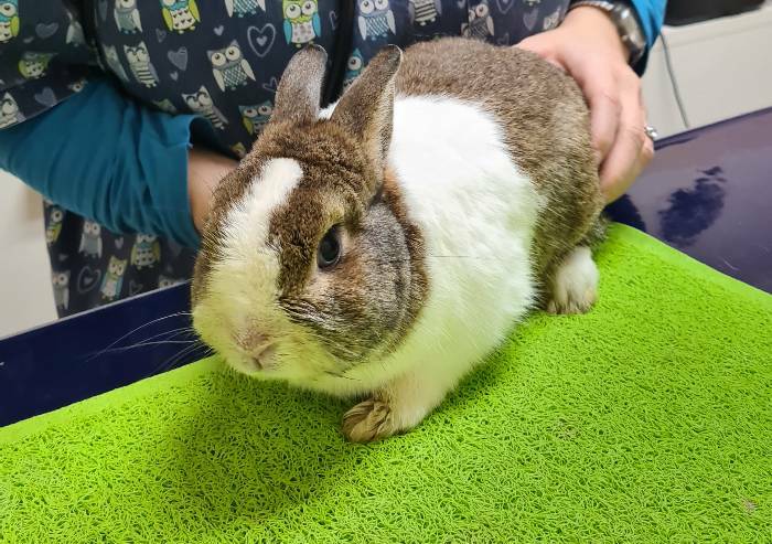 Animali maltrattati e abbandonati: diversi casi a Formigine