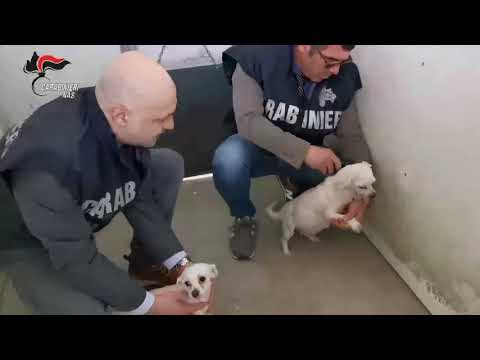 Blitz Nas nei canili italiani: 26 strutture sequestrate con 871 cani