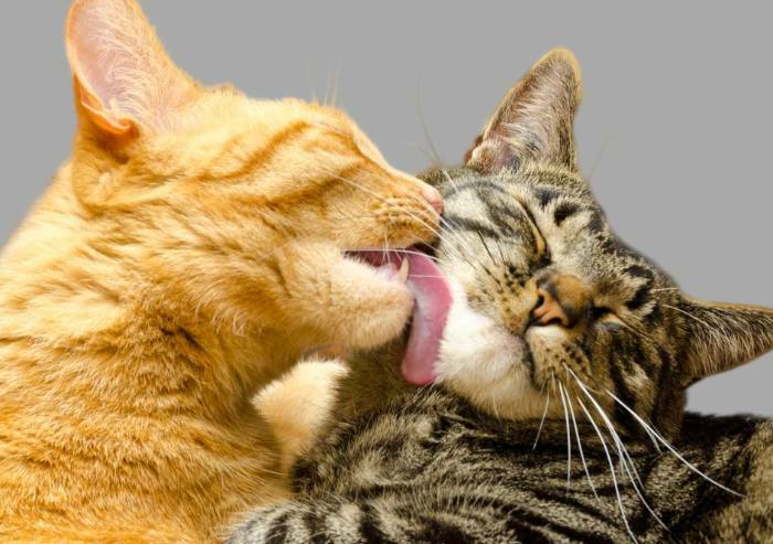 Giornata del gatto, Carpi tra le città più ‘feline’ d’Italia