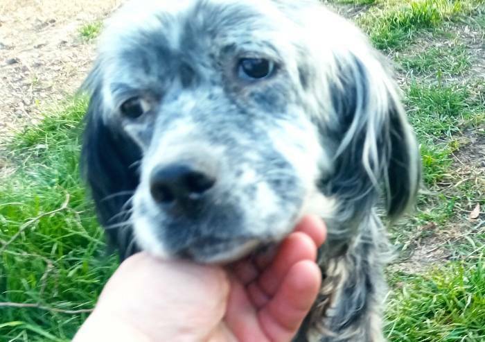 Silla, salvata a l'Aquila, adottata a Mirandola