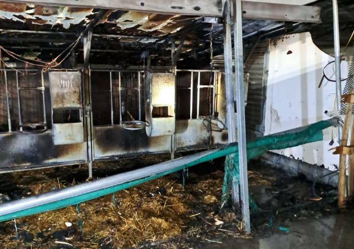 Pavullo: rogo in una stalla a Monzone, morti 26 vitelli