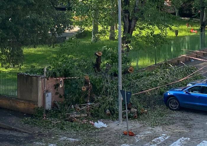 Modena, alberi crollati nei cortili scolastici: 'Mappare situazione'